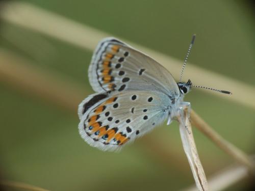 Plebejus argyrognomon